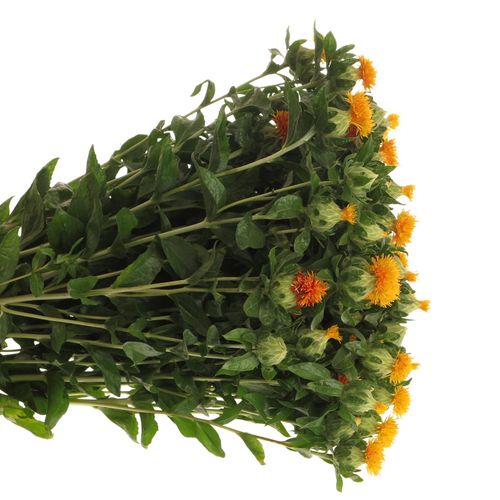 Carthamus orange Zanzibar 80cm