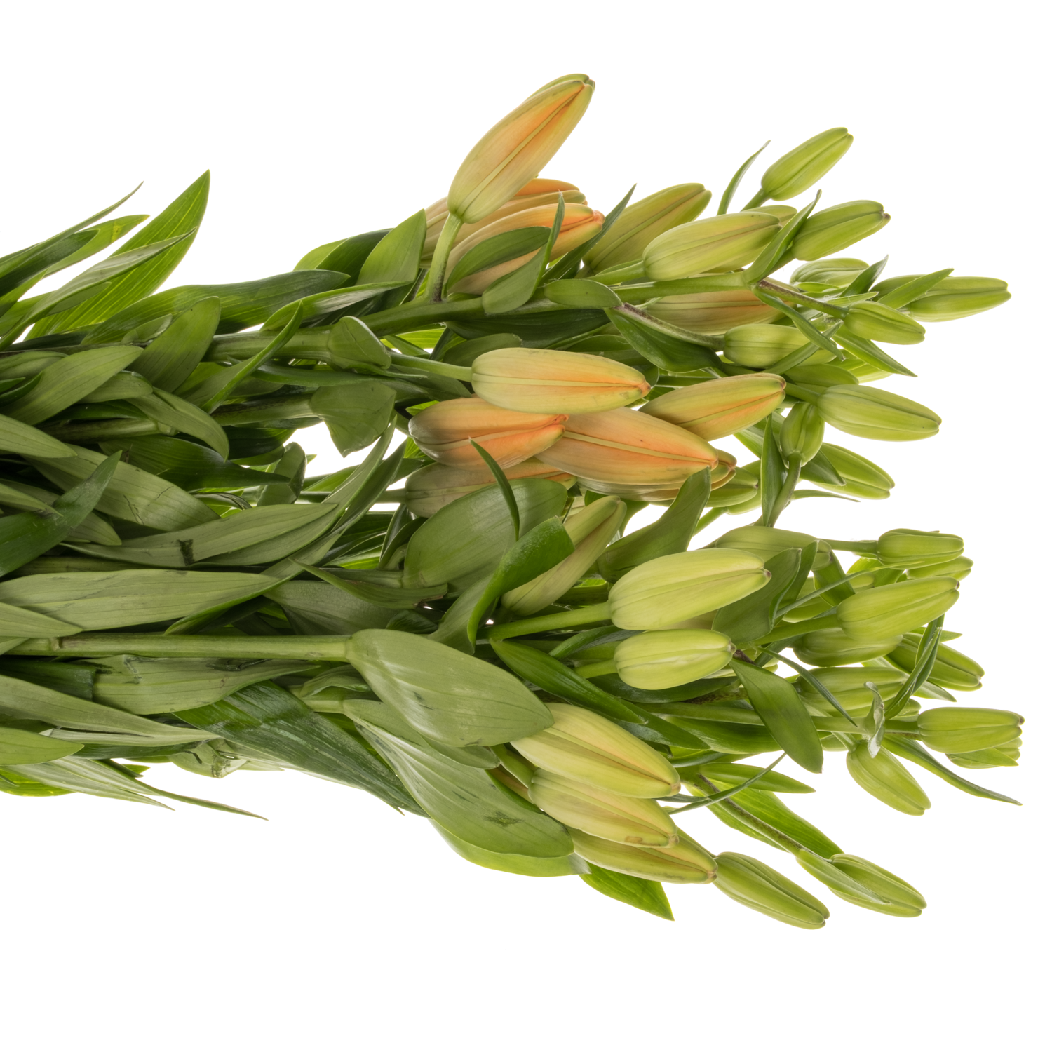 Lilie asiatisch dunkel orange Double love 4+Blüte 85cm