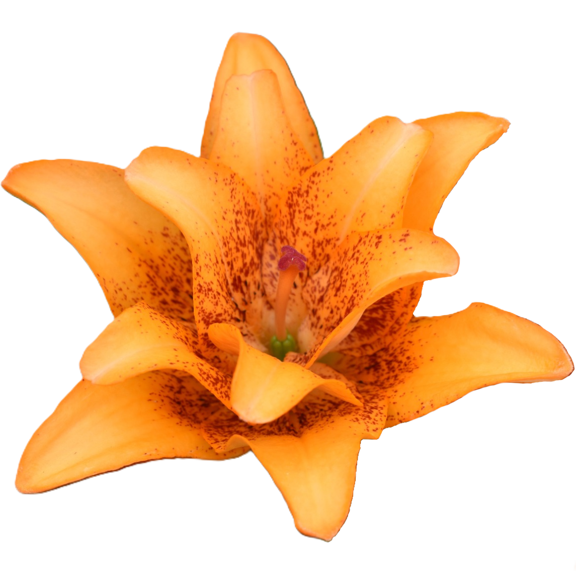 Lilie asiatisch dunkel orange Double love 4+Blüte 85cm