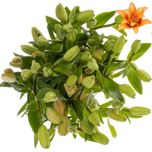 Lilie asiatisch dunkel orange Double love 4+Blüte 85cm