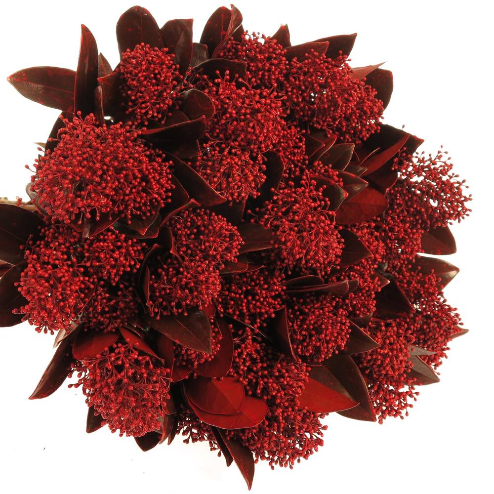 Skimmia rot gefärbt 45cm