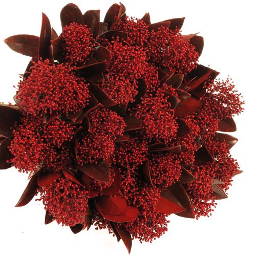 Skimmia rot gefärbt 45cm