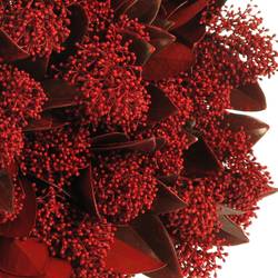 Skimmia rot gefärbt 45cm