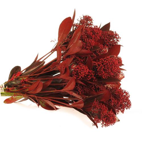 Skimmia rot gefärbt 45cm