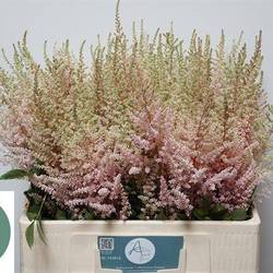 Spirea hell rosa Avalanche 60cm