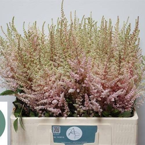 Spirea hell rosa Avalanche 60cm
