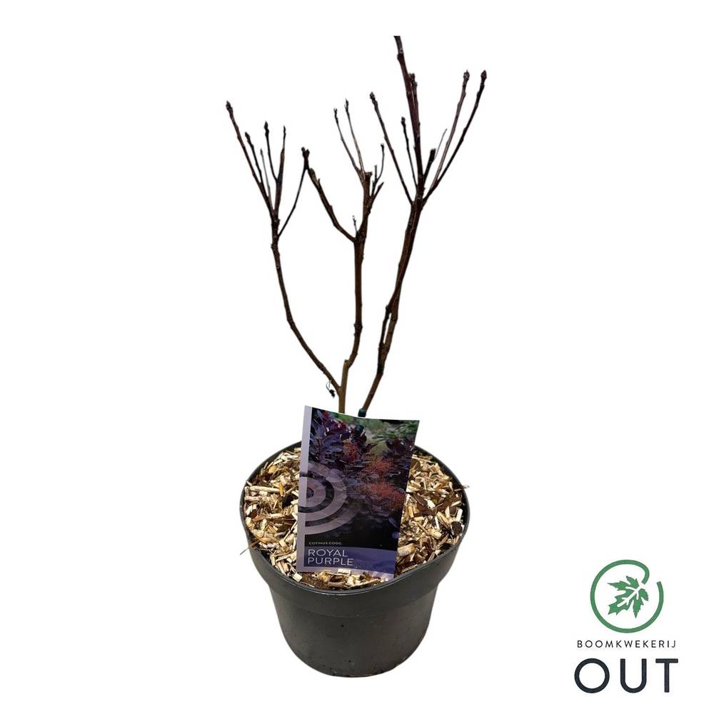 Cotinus Coggygria Royal Purple T19