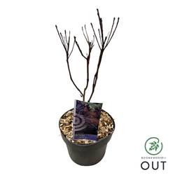 Cotinus Coggygria Royal Purple T19