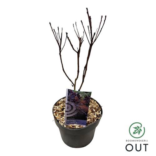 Cotinus Coggygria Royal Purple T19