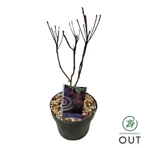 Cotinus Coggygria Royal Purple T19