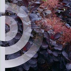 Cotinus Coggygria Royal Purple T19