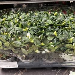 Azalee weiss T08,5 H015