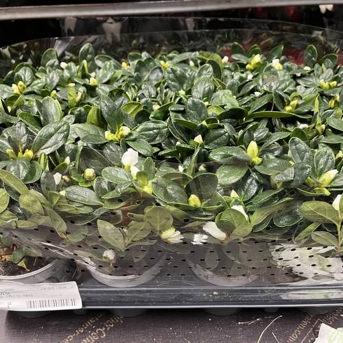 Azalee weiss T08,5 H015