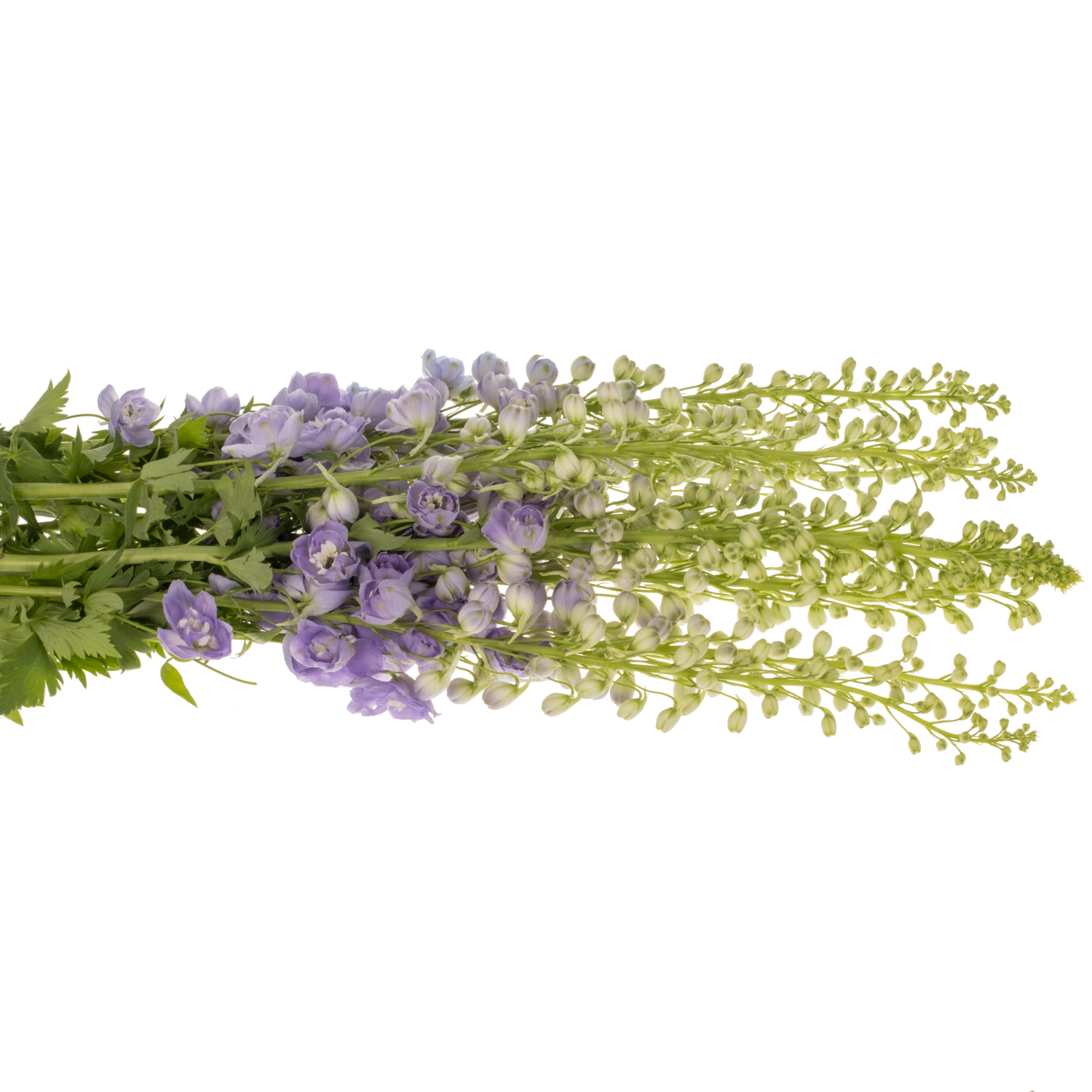 Delphinium milka lavendel Aurora 90cm