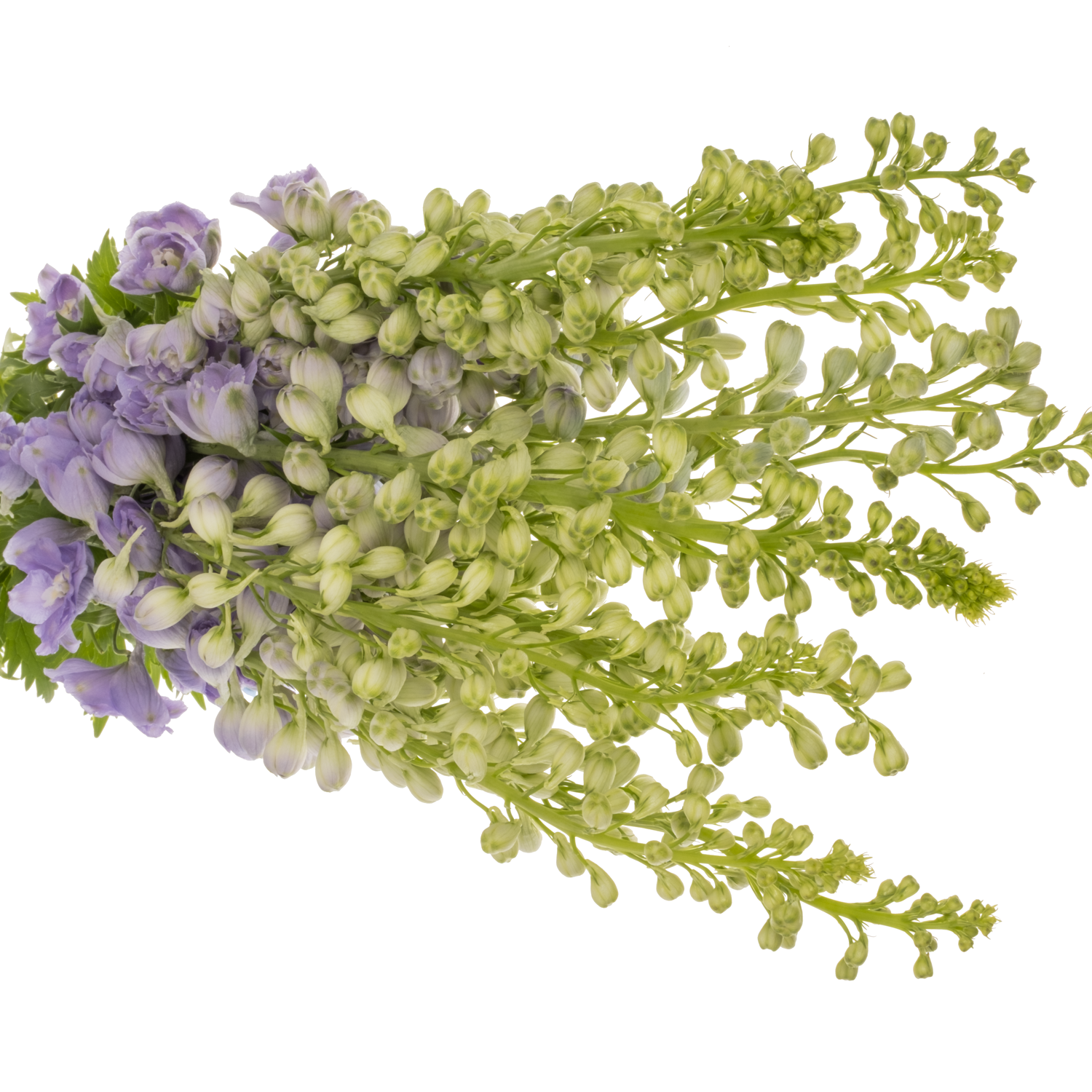Delphinium milka lavendel Aurora 90cm