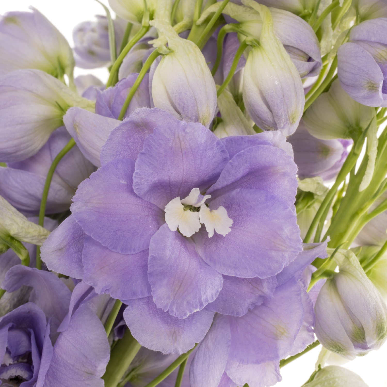 Delphinium milka lavendel Aurora 90cm