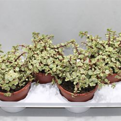 Crassula Afra Bunt T17 H30