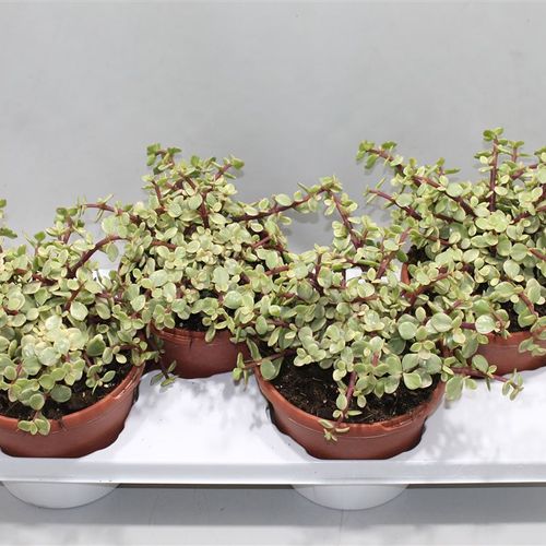 Crassula Afra Bunt T17 H30