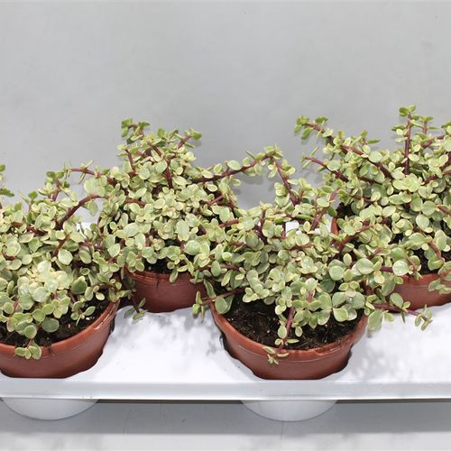 Crassula Afra Bunt T17 H30