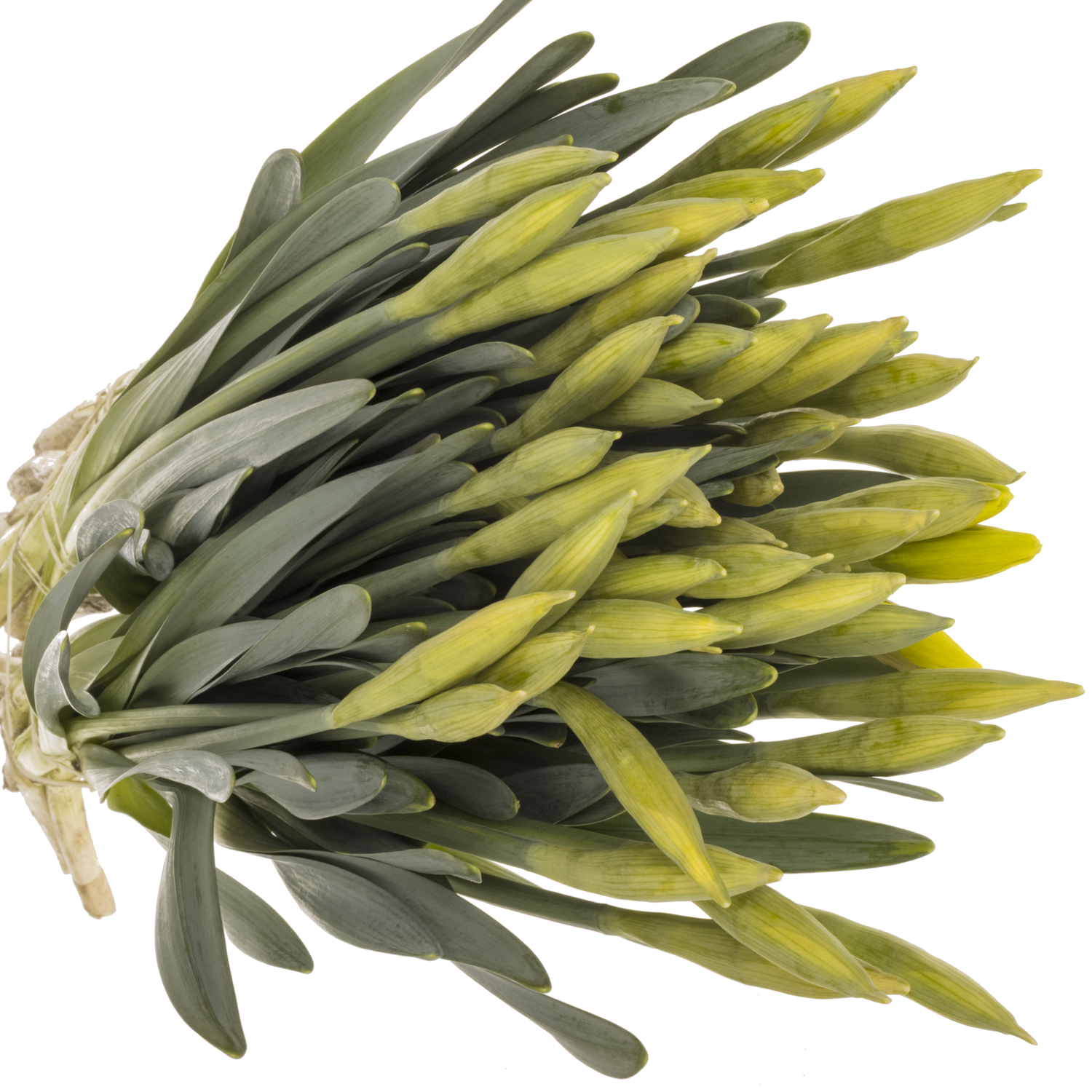 Narzisse gelb Carlton 52cm