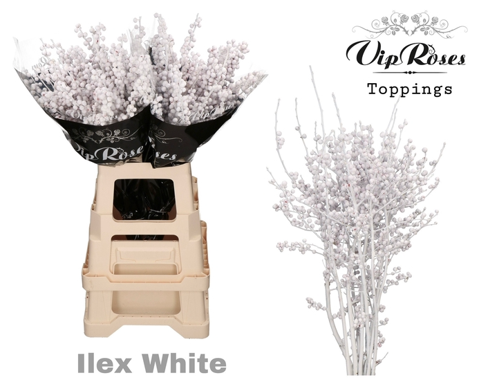 Ilex weiss gefärbt 70cm