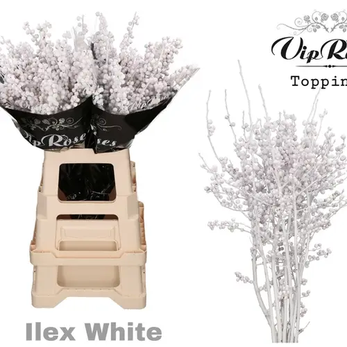 Ilex weiss gefärbt 70cm