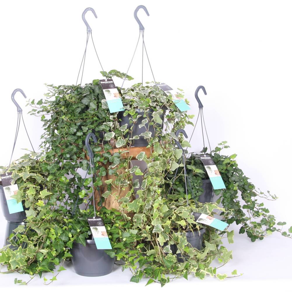 Efeu mix Ampel T17 H040