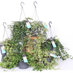 Efeu mix Ampel T17 H040