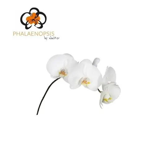 Phalaenopsis weiss Sensation 30cm 5 Bis 6 Blüte