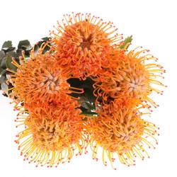 Nutans orange Ayoba Sun 60cm
