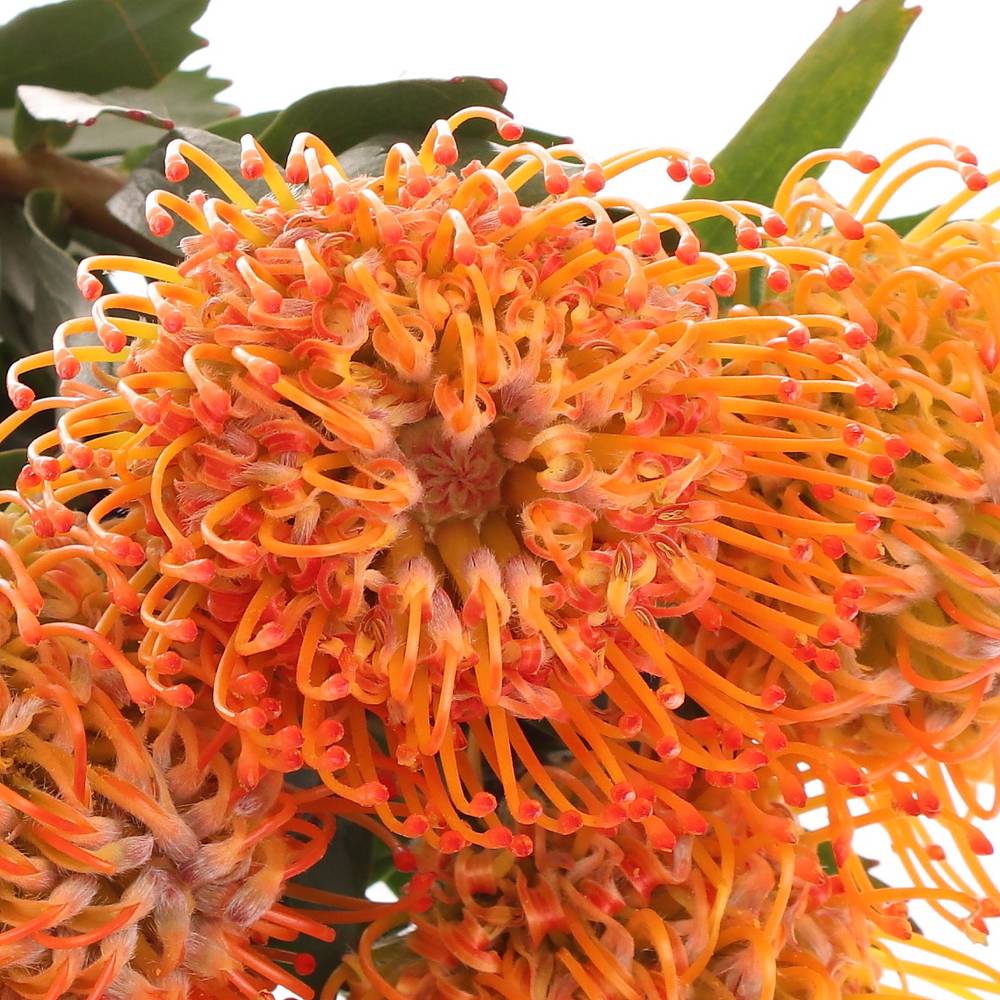 Nutans orange Ayoba Sun 60cm