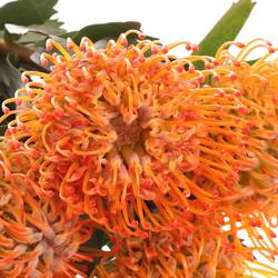 Nutans orange Ayoba Sun 60cm