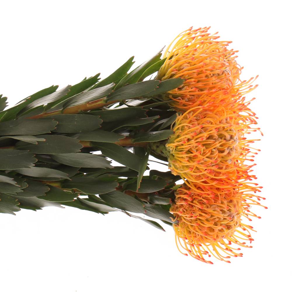 Nutans orange Ayoba Sun 60cm