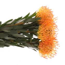 Nutans orange Ayoba Sun 60cm