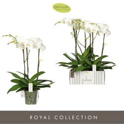 Phal.3-R weiss Largo Fortuno T17 H075