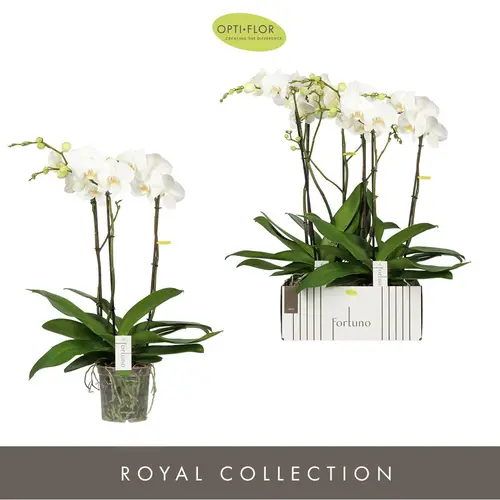 Phal.3-R weiss Largo Fortuno T17 H075