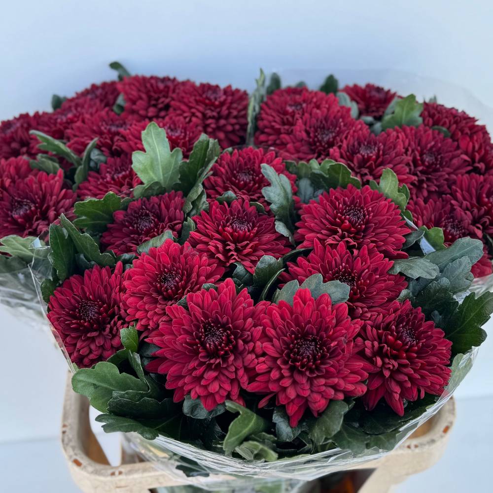 Chrys.Deko rot MonzaDE 80 Gramm 80cm