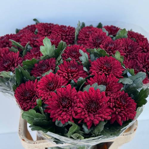 Chrys.Deko rot MonzaDE 80 Gramm 80cm