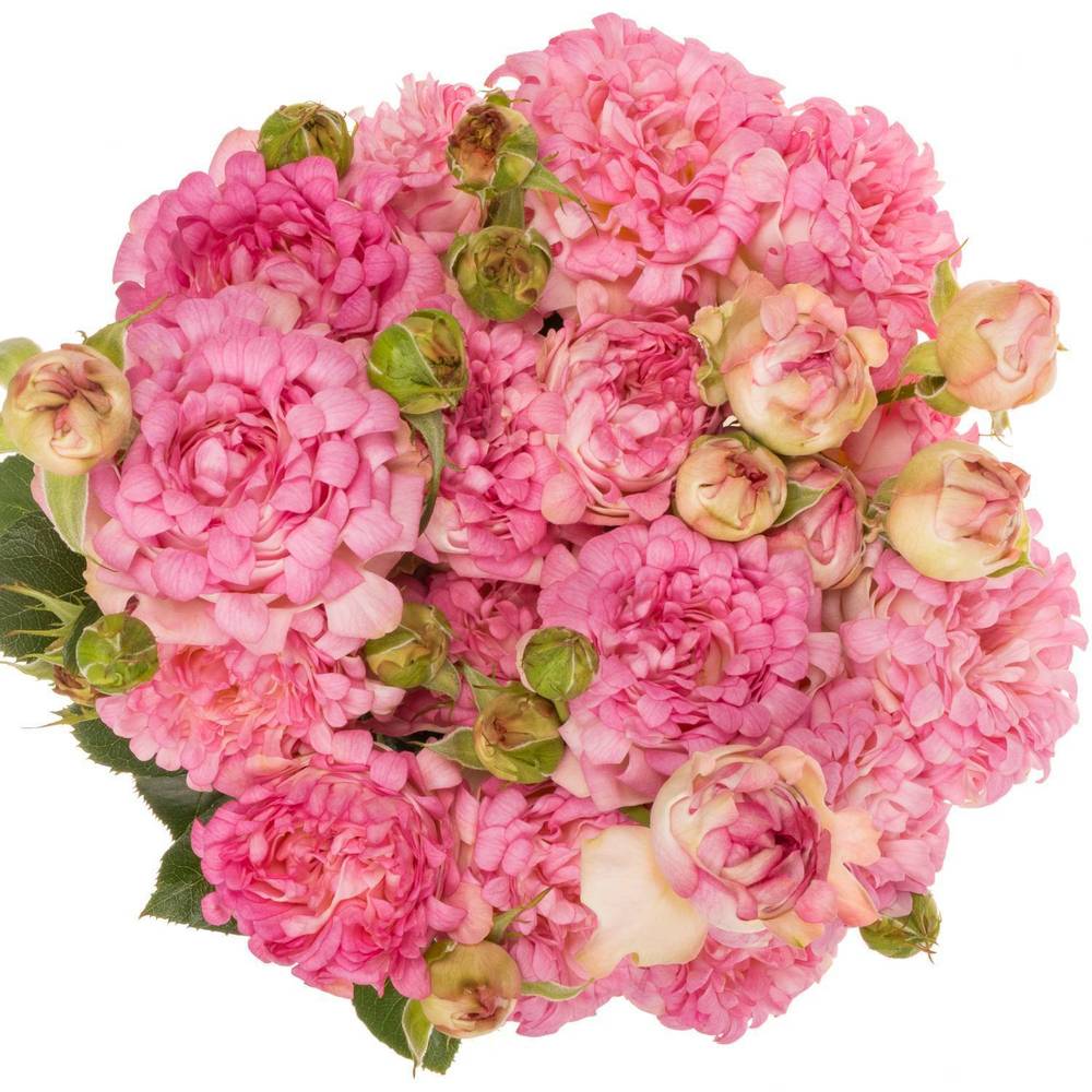 Rose verzweigt rosa Sweety x5 2+Blüte 50cm