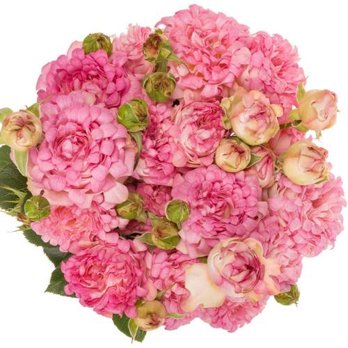 Rose verzweigt rosa Sweety x5 2+Blüte 50cm