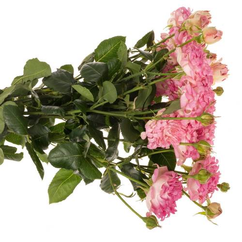 Rose verzweigt rosa Sweety x5 2+Blüte 50cm