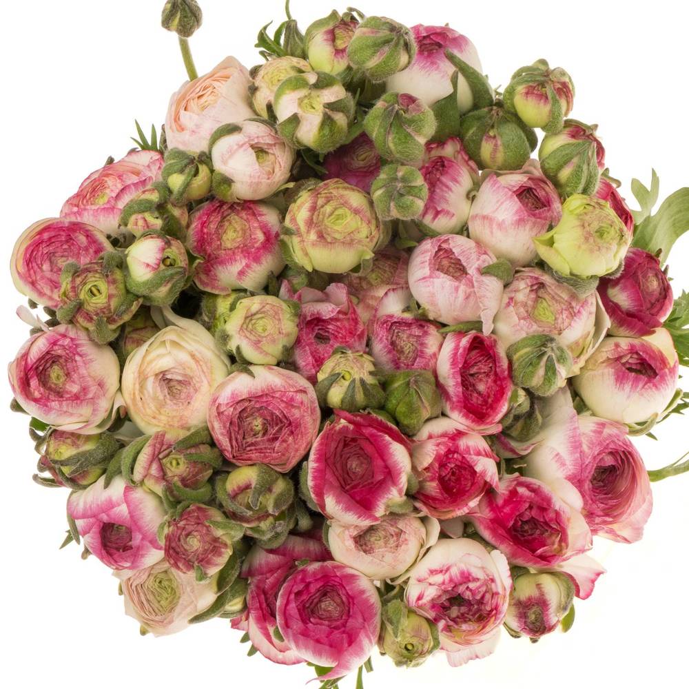 Ranunkel hell rosa-cre Elegance White Sfumato x30 48 Gramm 38cm