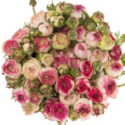 Ranunkel hell rosa-cre Elegance White Sfumato x30 48 Gramm 38cm