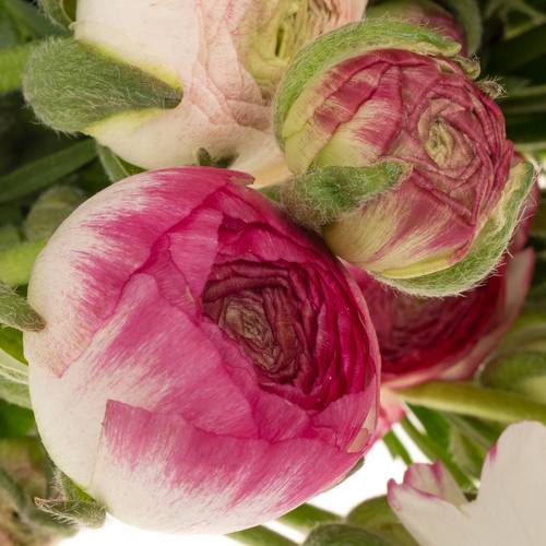 Ranunkel hell rosa-cre Elegance White Sfumato x30 48 Gramm 38cm