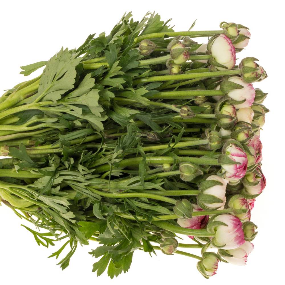 Ranunkel hell rosa-cre Elegance White Sfumato x30 48 Gramm 38cm