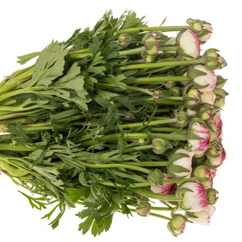 Ranunkel hell rosa-cre Elegance White Sfumato x30 48 Gramm 38cm