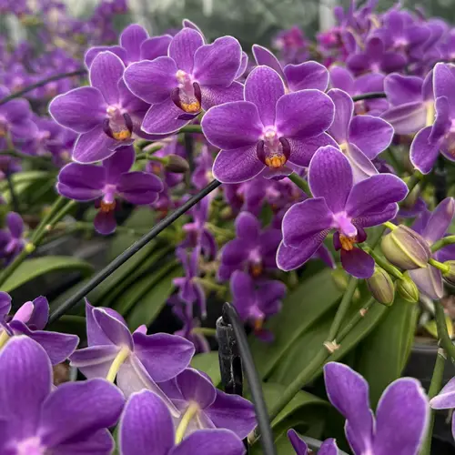 Phalaenopsis Mini lila Lavender 10+Blüte 30cm