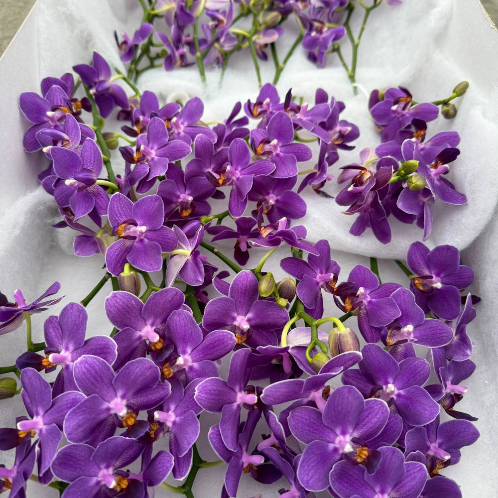 Phalaenopsis Mini lila Lavender 10+Blüte 30cm