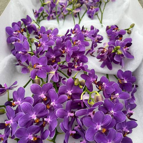 Phalaenopsis Mini lila Lavender 10+Blüte 30cm