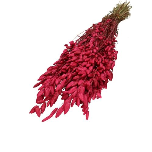 Trocken Briza Maxima Cerise L60cm
